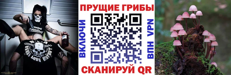 ссылка на мегу вход  Тогучин  Псилоцибиновые грибы MAGIC MUSHROOMS 